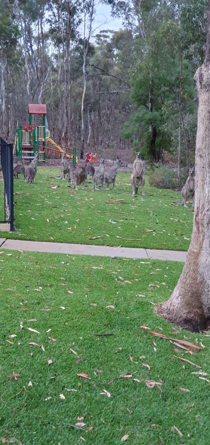 A-Line Holiday Park Bendigo Buitenkant foto